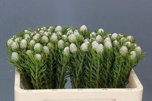 LEUCADENDRON JADE PEARL 50